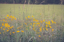 yellow flowers in a meadow 