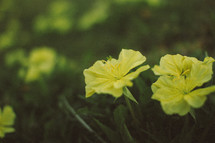 yellow flowers on the ground 