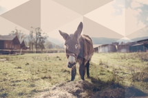 a grazing donkey 