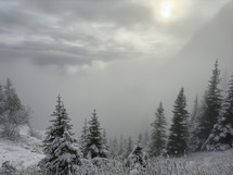 Winter forest covered in snow with mist rolling up the mountain.