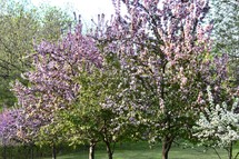 blooming orchard 