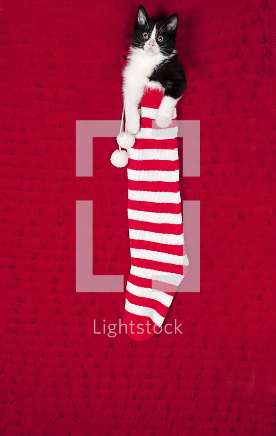 kitten in a Christmas stocking 