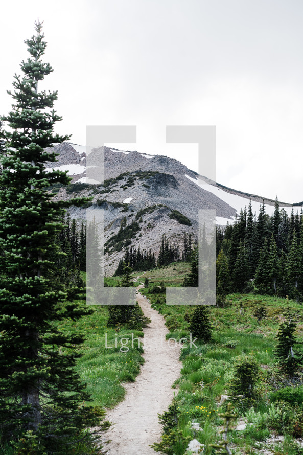 Mount Rainier forest landscape and trail 