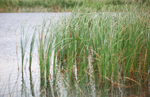 tall grass on a pond's ege 
