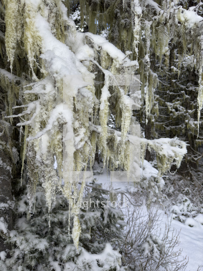 Snowy Spanish moss covered in snow hanging on a fir tree in the wilderness.