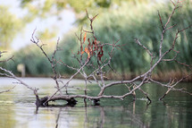 a branch sticking out of lake water 