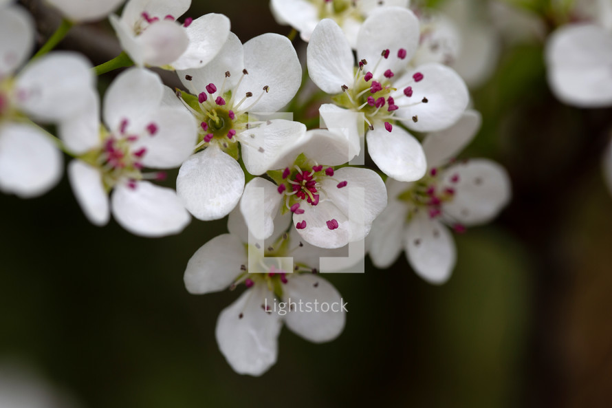 white cherry blossoms 