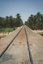 train tracks through a palm forests in Egypt 