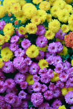 colorful fall mums 