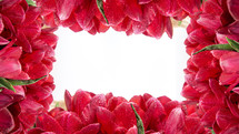 Postcard of frame red tulips isolated on white for one side with empty place for text