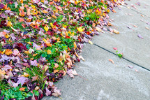 fall leaves on grass along a sidewalk 