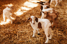 goats in Uganda 