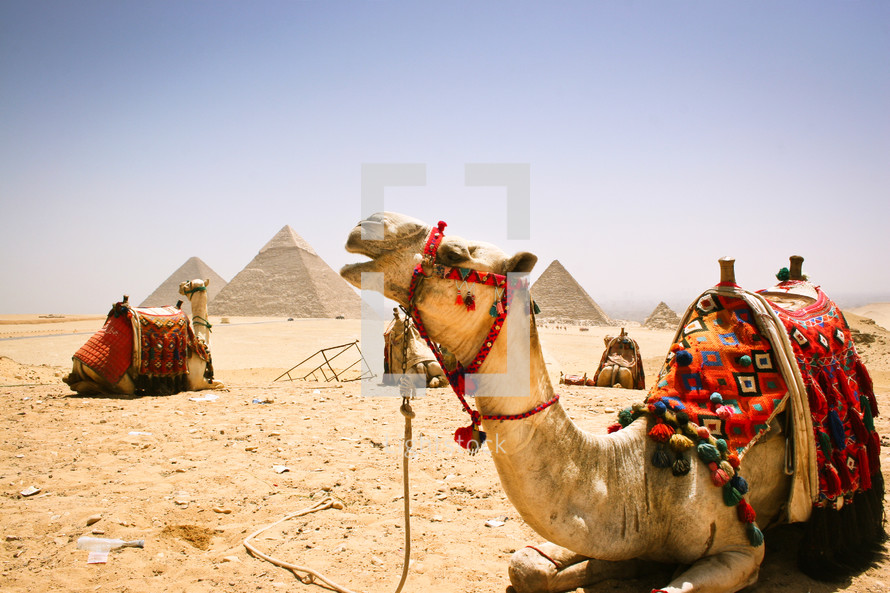 Camels and pyramids in Egypt.