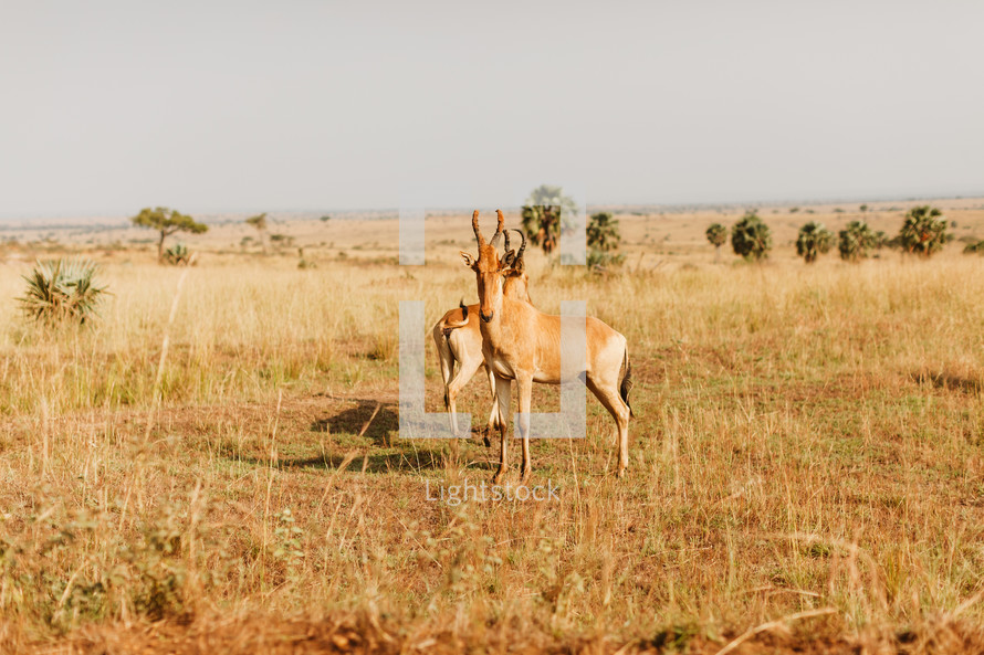 gazelle in Uganda 