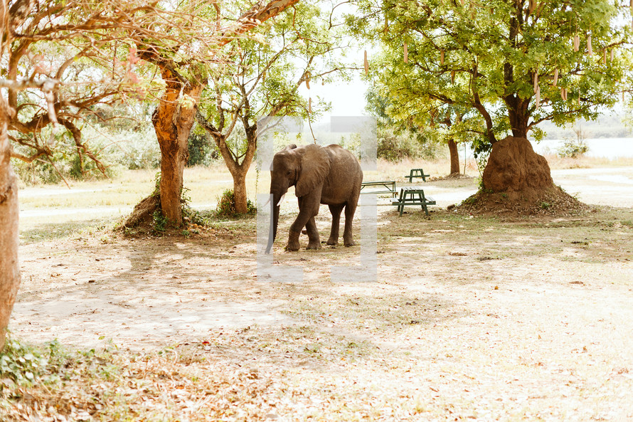elephant in Uganda village 