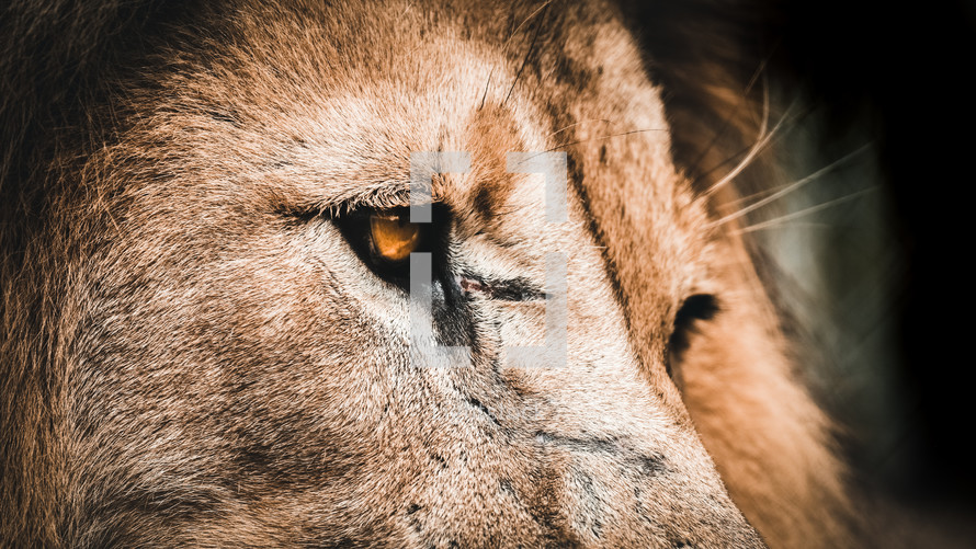 lion eyes 