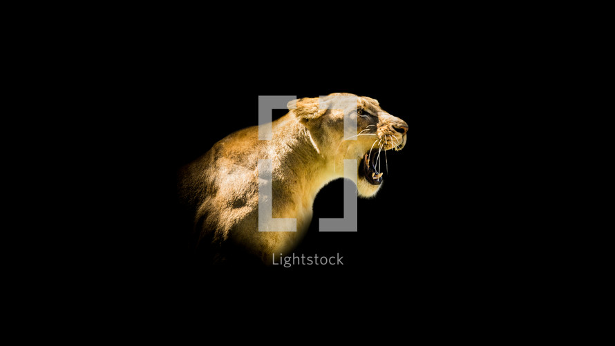 roaring lioness 