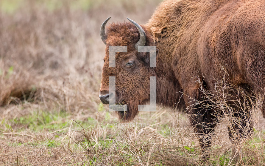 bison 