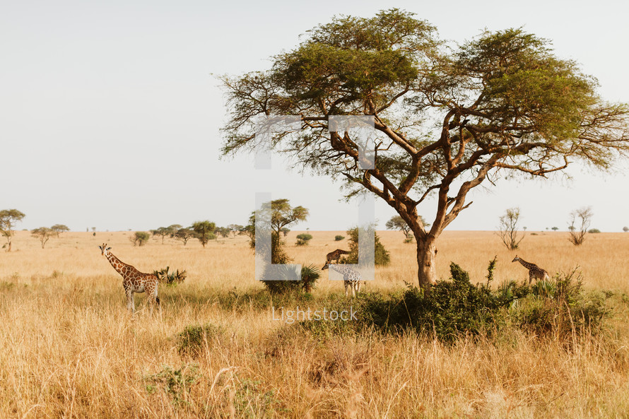 giraffes in Uganda 