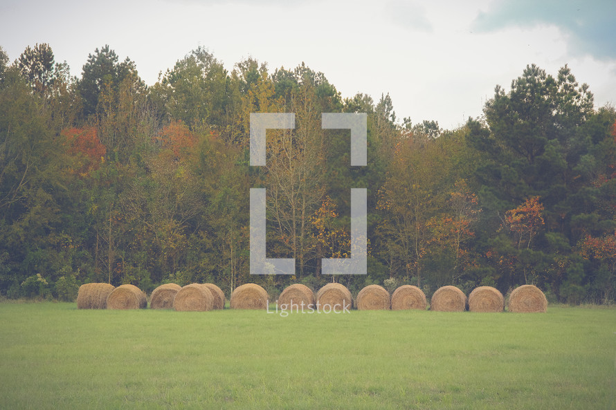 hay bales and fall forest 
