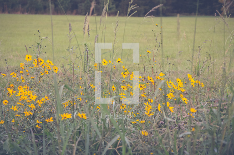 yellow flowers in a meadow 