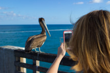 a woman taking a picture of a pelican with her cellphone 