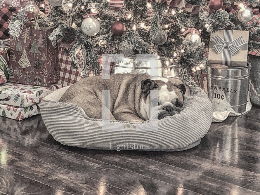 a dog sleeping under a Christmas tree 