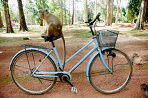 monkey on a bicycle seat 