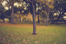 fall leaves in the grass in a park 