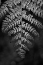 closeup of a fern