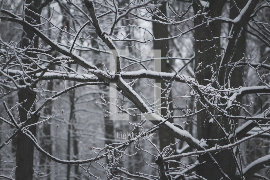 snow on winter branches 