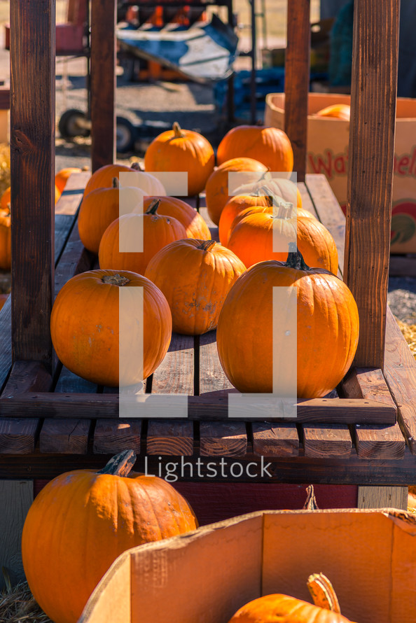 pumpkins on a wood table 