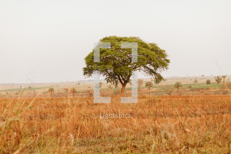 tree in a field in Uganda 