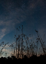 tall grasses and stars in the night sky 