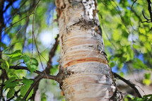 summer tree trunk 
