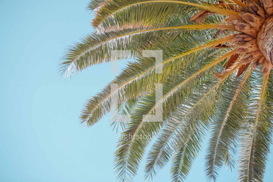 Palm tree branches from underneath against a blue sky