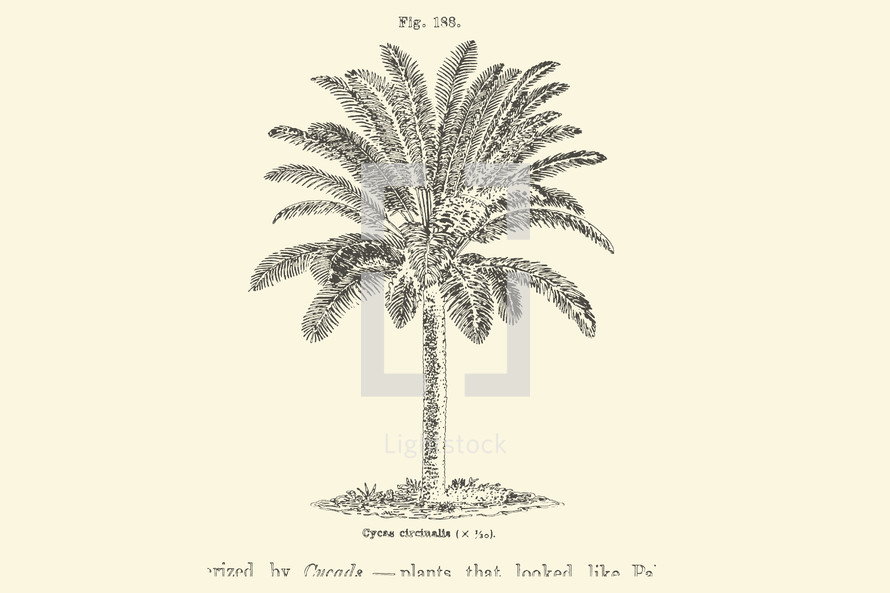 gray palm tree 