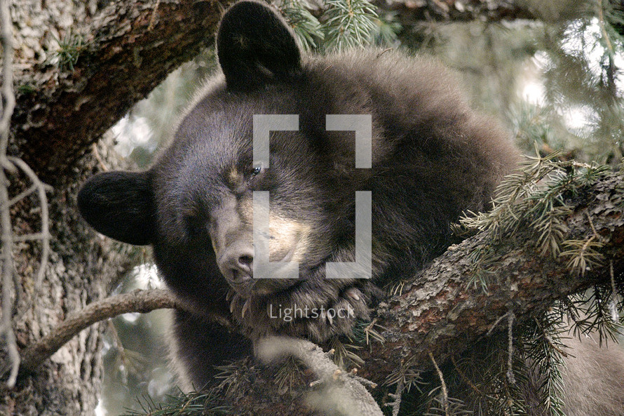 Brown bear cub sleeping in tree.