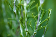 Green plant stems