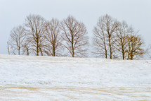 trees on top of a snow covered hill 