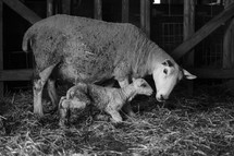 newborn lamb and mother sheep 