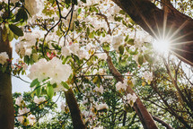 sunburst through spring flowers on a tree 