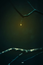 water droplet on tree branches 