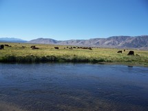 Cows grazing in a field by the water
