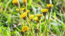 Detail of spring herbs flowers coltsfoot tussilago farfara blooming in green grassy meadow Growing Time lapse
