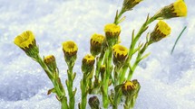 Closeup of herbs flowers coltsfoot tussilago farfara blooming while snow melts in green grassy meadow Grow Spring Time lapse
