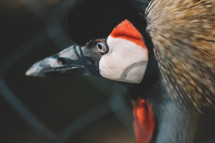 Close-up portrait of Black-crowned crane