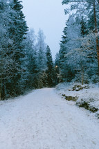 snow on a path through a forest 