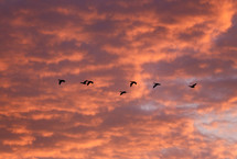 silhouettes of geese 