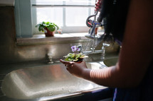 Woman watering flowerpot in the sink